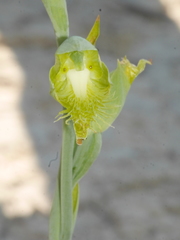 Calochilus herbaceus
