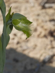 Calochilus herbaceus