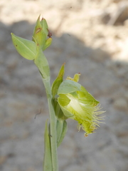 Calochilus herbaceus