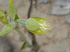 Calochilus herbaceus