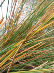 Eleocharis quadrangulata