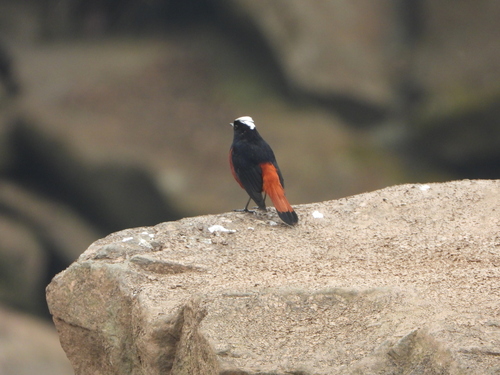 White-capped Redstart