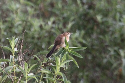 Fan-tailed Grassbird (Catriscus brevirostris), photo 4