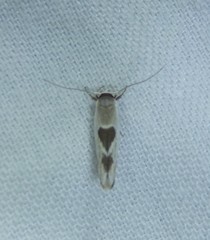 Stathmopoda megathyma