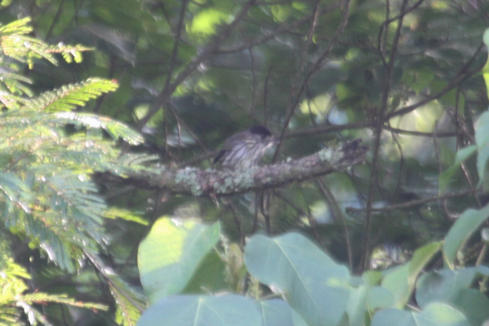 African Broadbill (Smithornis capensis)