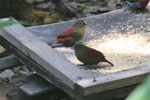 Red-faced Crimsonwing (Cryptospiza reichenovii), photo 4
