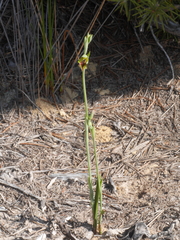 Calochilus herbaceus