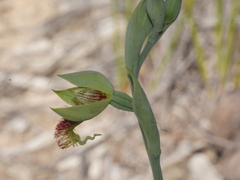 Calochilus herbaceus