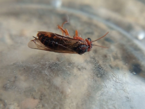 Common sawfly