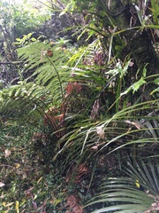 Microsorum pustulatum pustulatum