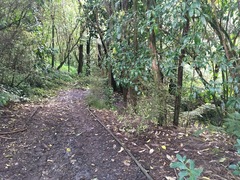 Melicytus ramiflorus ramiflorus