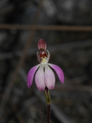 Caladenia bartlettii