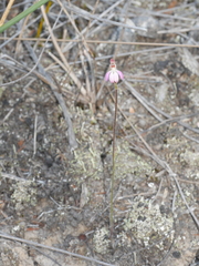 Caladenia bartlettii