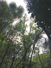 Melicytus ramiflorus ramiflorus