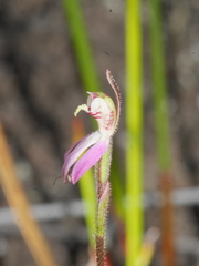 Caladenia bartlettii