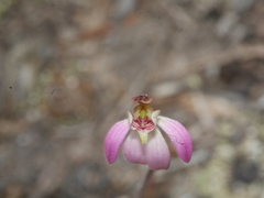 Caladenia bartlettii