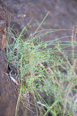 Canary Island plocama (Plocama puberula)