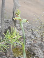 Calochilus herbaceus