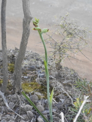 Calochilus herbaceus
