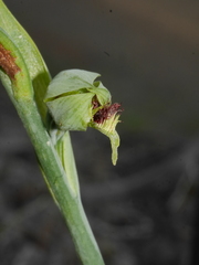 Calochilus herbaceus