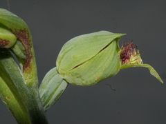 Calochilus herbaceus