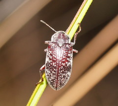 Lepispilus