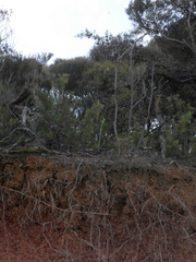 Calochilus herbaceus