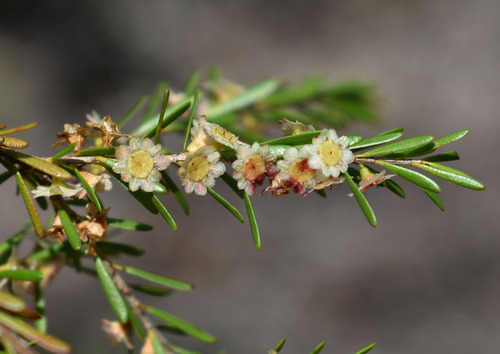 Thryptomene parviflora observed 2023-02-25