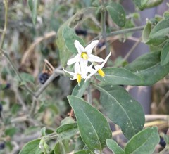 Solanum