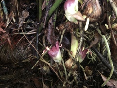 Aspidistra attenuata