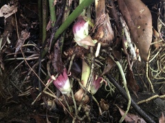 Aspidistra attenuata
