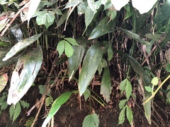 Aspidistra attenuata