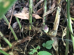 Aspidistra attenuata
