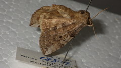 Tethea octogesima