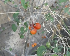 Solanum