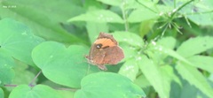 Pterodecta felderi