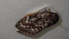 Dendrolimus spectabilis