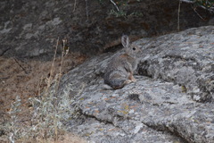 Sylvilagus nuttallii