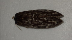 Dendrolimus spectabilis