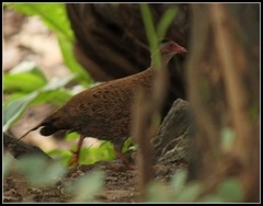 Galloperdix spadicea