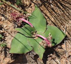 Ledebouria ovatifolia ovatifolia