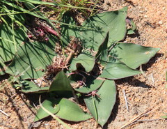 Ledebouria ovatifolia ovatifolia