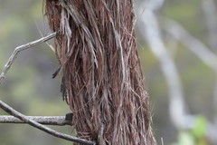 Allocasuarina inophloia