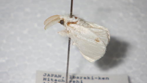 Sphrageidus similis