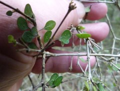 Coprosma rubra