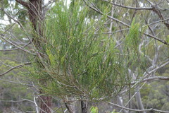 Allocasuarina inophloia