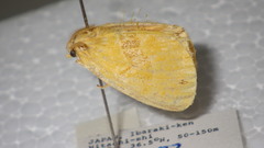 Euproctis subflava
