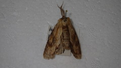 Hupodonta corticalis
