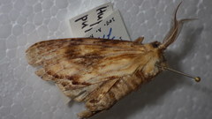 Hupodonta corticalis