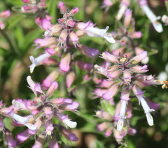 Syncolostemon pretoriae